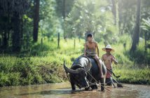 Jak się przygotować na pierwszy wyjazd do Azji? buffalo 1807517 1280 214x140 - Jak się przygotować na pierwszy wyjazd do Azji?